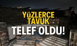 Beypiliç kamyonu kaza yaptı yüzlerce tavuk telef oldu