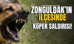 Zonguldak'ın ilçesinde köpek saldırısı!