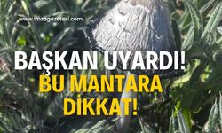 Başka Çiloğlu uyardı! Bu mantarlara dikkat