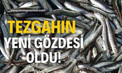 Tezgahın göz bebeği hamsi oldu!