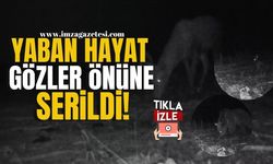 Fotokapanlar Yaban Hayatı Gözler Önüne Serdi...