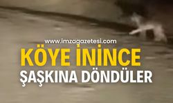 Köye indi, görenler şaşkına döndü!