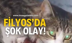 Filyos’da olay! Ayağı kesilmiş halde bulundu