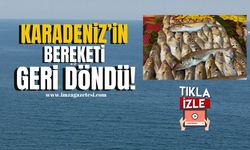 Kestane Karası Bitti, Karadeniz’in Bereketi Geri Döndü!