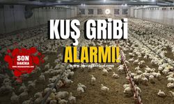 Kuş Gribi Alarmı! Çiftlikler yüzde yüz kayıp riskiyle karşı karşıya...