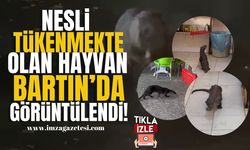 Nesli tükenmekte olan Bartın'da görüntülendi!