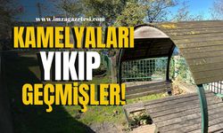 Kamelyaları yıkıp geçmişler!