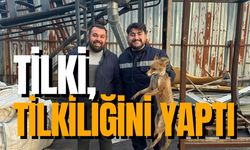 Zonguldak'ta bir garip olay! Tilki; tilkiliğini yaptı!