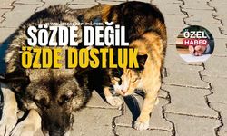 Zonguldak'ta özde değil sözde dostluk! | Zonguldak Haber