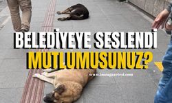 Her yer köpek pisliği, mutluluğunuz?