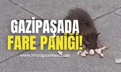 Gazipaşa’da fare paniği!