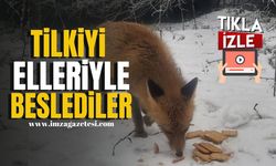 Kar Üzerinde Hayatta Kalma Mücadelesi! Bolu’da Tilkiyi Bisküviyle Beslediler... | Bolu Haber