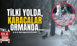 Tilki Yolda, Karacalar Ormanda... | Karabük Haber