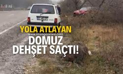 Yola atlayan domuz sürücüyü ölümle burun buruna getirdi