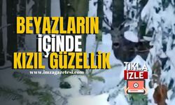 Beyazların içinde kızıl güzellik görüntülendi… | Bolu Haber