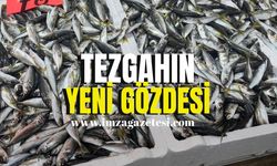 Tezgahın yeni gözdesi İstavrit!