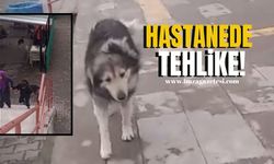 Zonguldak'ın ilçe hastanesinde köpek tehlikesi!