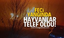 Feci yangında hayvanlar telef oldu