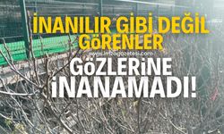 İnanılır gibi değil! Görenler gözlerine inanamadı