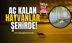 Yiyecek Arayan Tilki ve Çakallar Şehirde Görüldü... | Karabük Haber