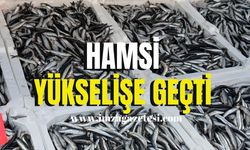 Hamsi tavan yaptı!