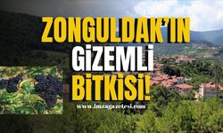 Zonguldak Kırsalının Gizemli Bitkisi! | Zonguldak Haber