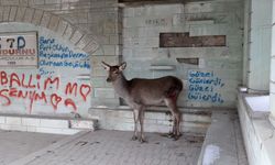 Yaralı karaca geri döndü