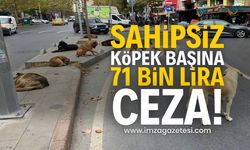 Her Sahipsiz Köpek İçin 71 Bin Lira Ceza Uygulanacak | Gündem haberleri