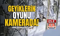 Karda Oynayan Geyikler Kameralara Yansıdı! | Bolu Haberleri