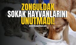 Zonguldak’ta Sokak Hayvanlarına Kış Desteği! | Zonguldak Haberleri