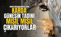 Karda güneşin tadını mışıl mışıl çıkarıyorlar! | Zonguldak Haberleri