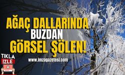 Soğuk Hava Ağaç Dallarını Buzla Kapladı... | Bolu Haberleri