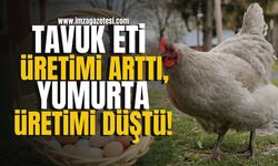 Tavuk eti üretimi arttı, yumurta üretimi düştü!