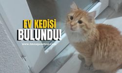 Zonguldak'ta kayıp kedi! Sahibi aranıyor...