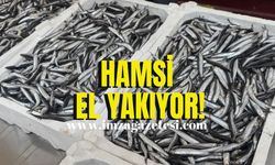 Hamsi el yakıyor!