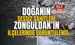 Zonguldak'ın Alaplı ve Devrek İlçelerinde Doğanın Sessiz Şahitleri Kamerada... | İmza
