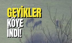 Geyikler köylere indi! Dikkat çeken detay!