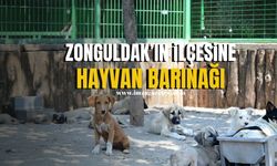 Zonguldak'ın ilçesine 3 Bin Kapasiteli Yeni Hayvan Barınağı!