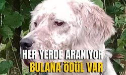 Kayıp aranıyor bulana ödül var