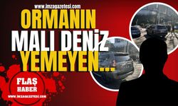 Ormanın malı deniz yemeyen... | Zonguldak Haberleri