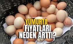 Yumurta fiyatları neden arttı?