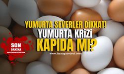 Tavuk Eti Üretimi Artarken Yumurta Krizi Kapıda mı?