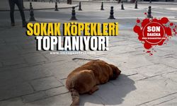 Zonguldak'ın ilçesinde sokak köpekleri toplanıyor!