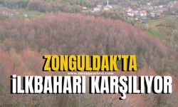 Zonguldak ormanları ilkbaharı karşılıyor