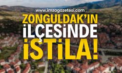 Zonguldak'ın İlçesinde İstila: Vatandaş şikayetçi | Zonguldak haber