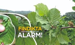 Tarım Müdürlüğü uyardı... Fındıkta alarm!