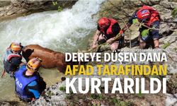 Derede mahsur kalan dana AFAD ekiplerince kurtarıldı...