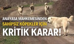 ANAYASA MAHKEMESİ'NDEN 'SAHİPSİZ KÖPEK' YASASINA KRİTİK KARAR!