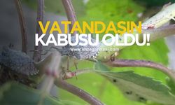 Vatandaşın kabusu oldu! Geri döndü!