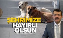 Zonguldak’a Sahipsiz Hayvanları Koruma Birliği kuruldu!